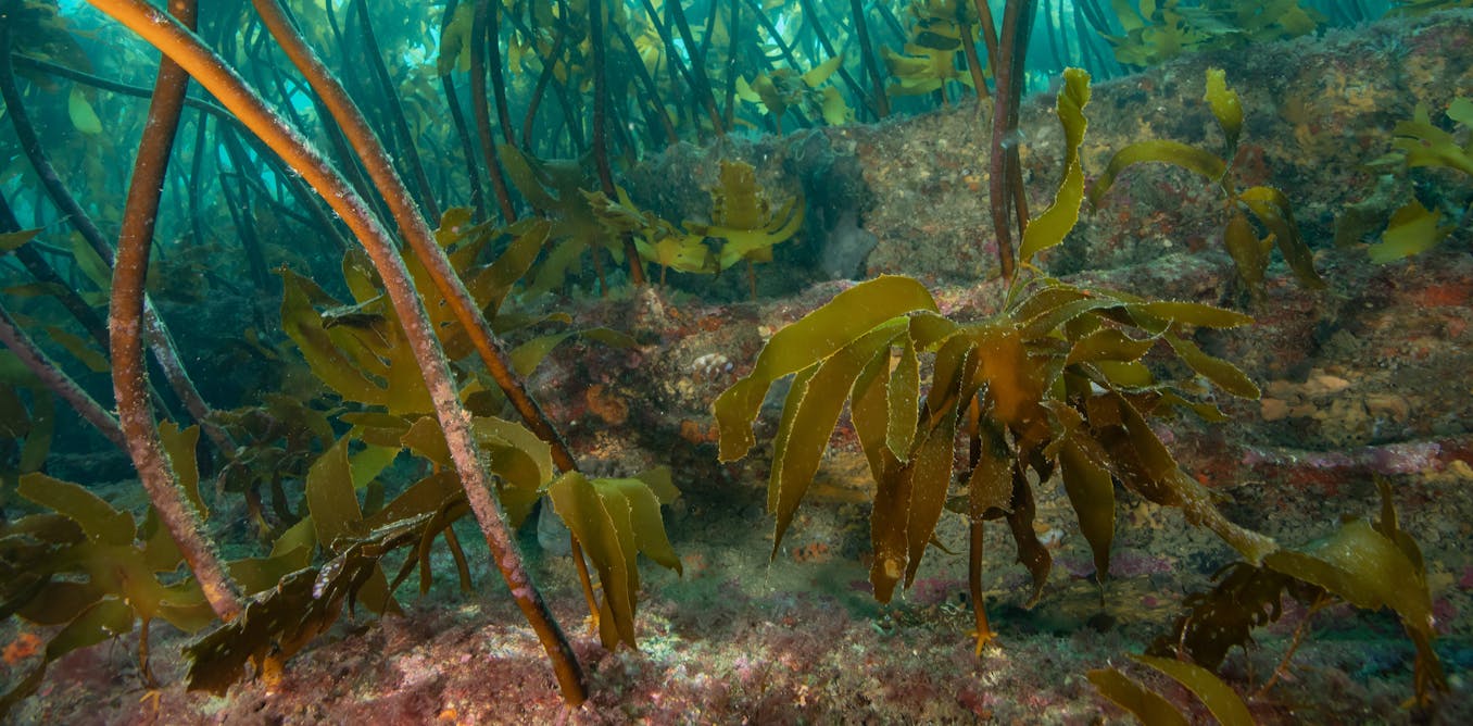 NZ’s first marine reserve is turning 50 – the lessons from its recovery are invaluable