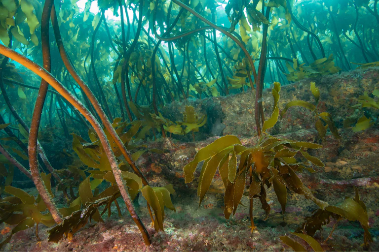 Underwater kelp forests at the Goat Island marine reserve.