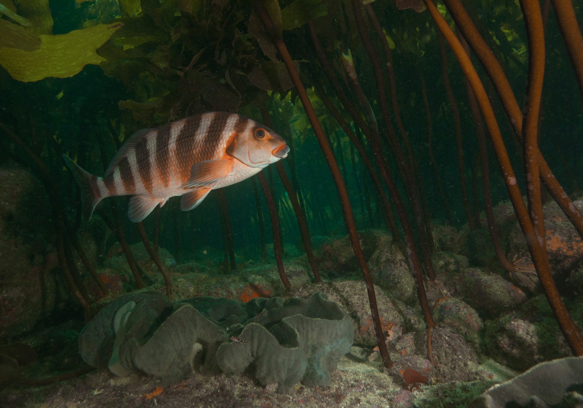 A striped fish swimming in the Goat Island marine reserve.