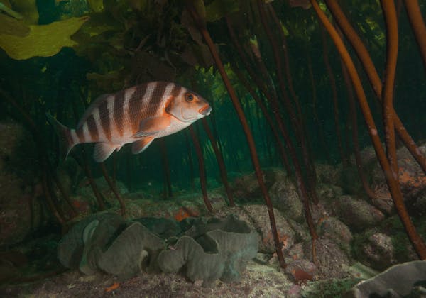 NZ’s first marine reserve is turning 50 – the lessons from its recovery are invaluable – The Conversation
