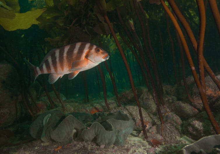 A striped fish swimming in the Goat Island marine reserve.