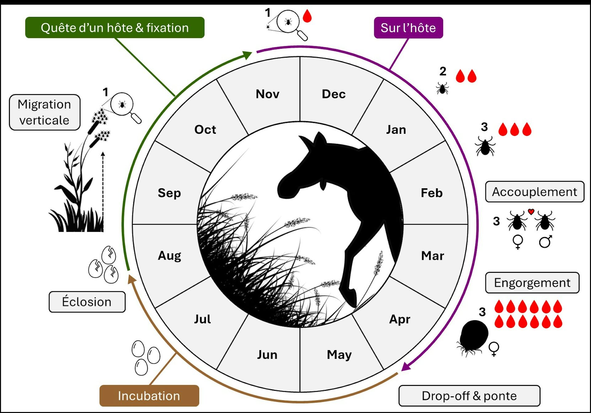 Schematic representation of the winter tick life cycle