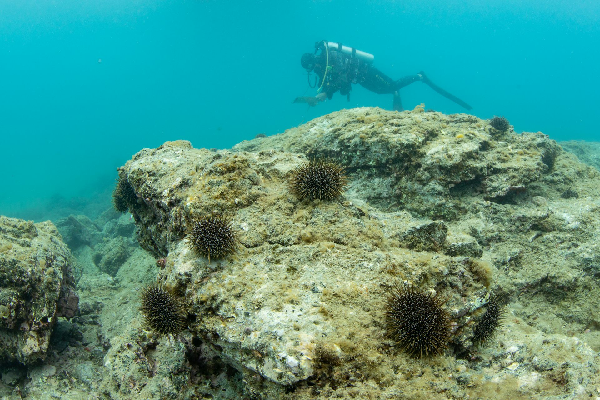 A diver exploring barren rocky reefs with kina