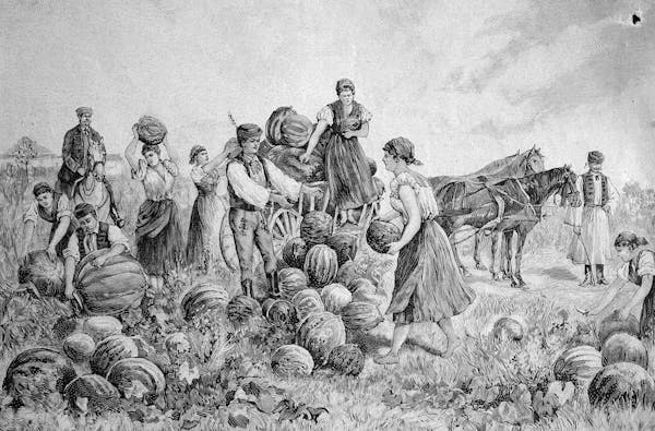 A black and white illustration of a group of people loading pumpkins in a cart.