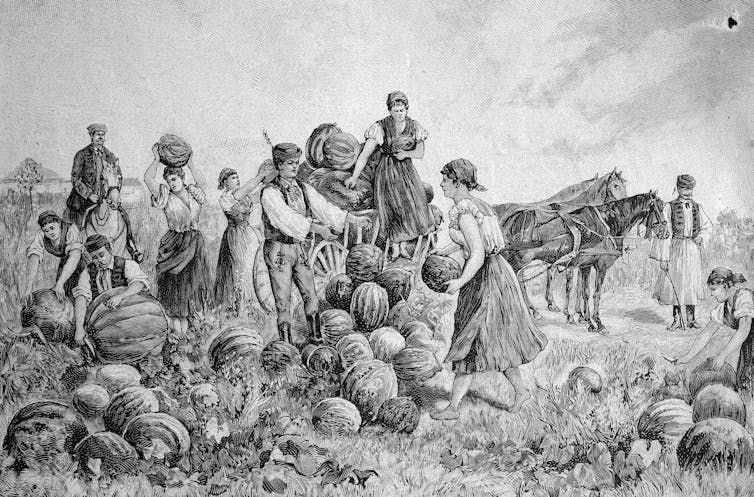 Pumpkins’ adventure from historic meals staple to highly spiced fall obsession spans 1000's of years 1 A black and white illustration of a group of people loading pumpkins in a cart.