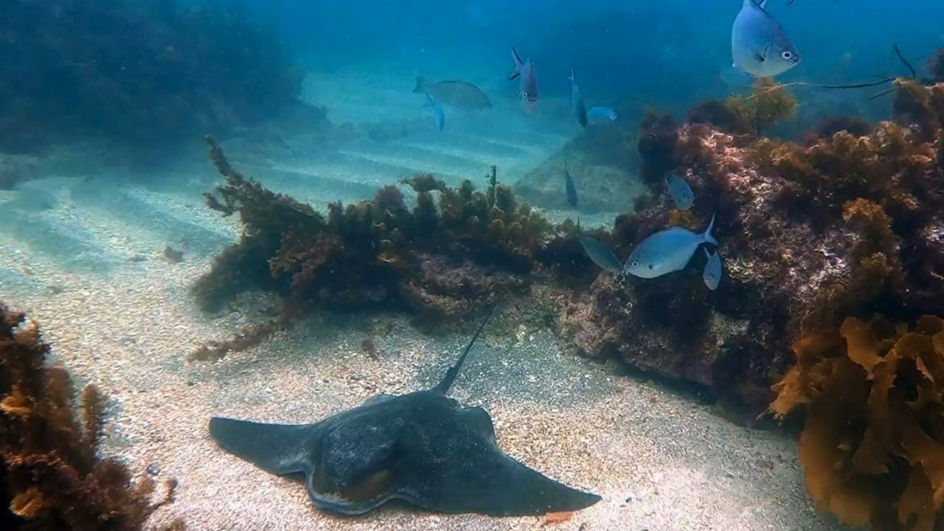 An eagle ray resting on a sandy patch