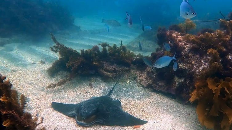 An eagle ray resting on a sandy patch