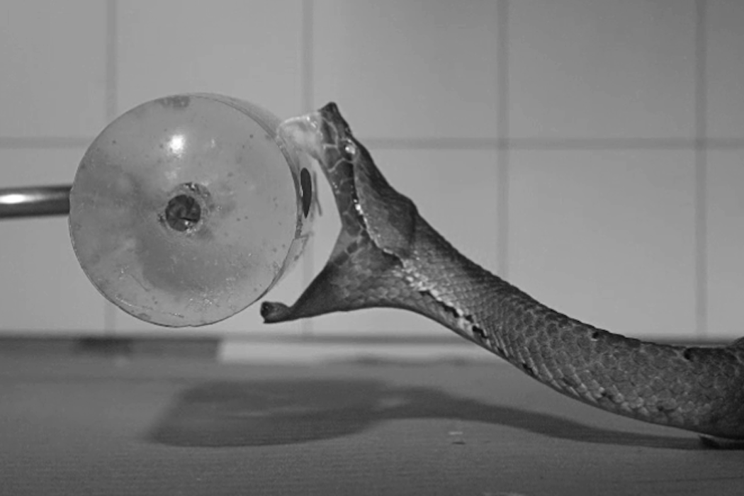 High-tech cameras capture the secrets of venomous snake bites