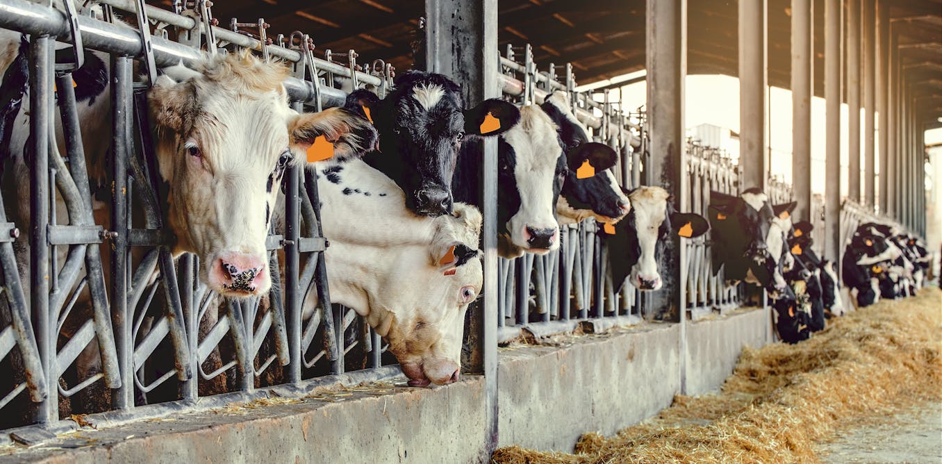 La selección: ¿cómo arreglamos el sistema alimentario? – The Conversation La selección: ¿cómo arreglamos el sistema alimentario? – The Conversation