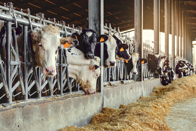 Vacas en una granja de ganadería intensiva