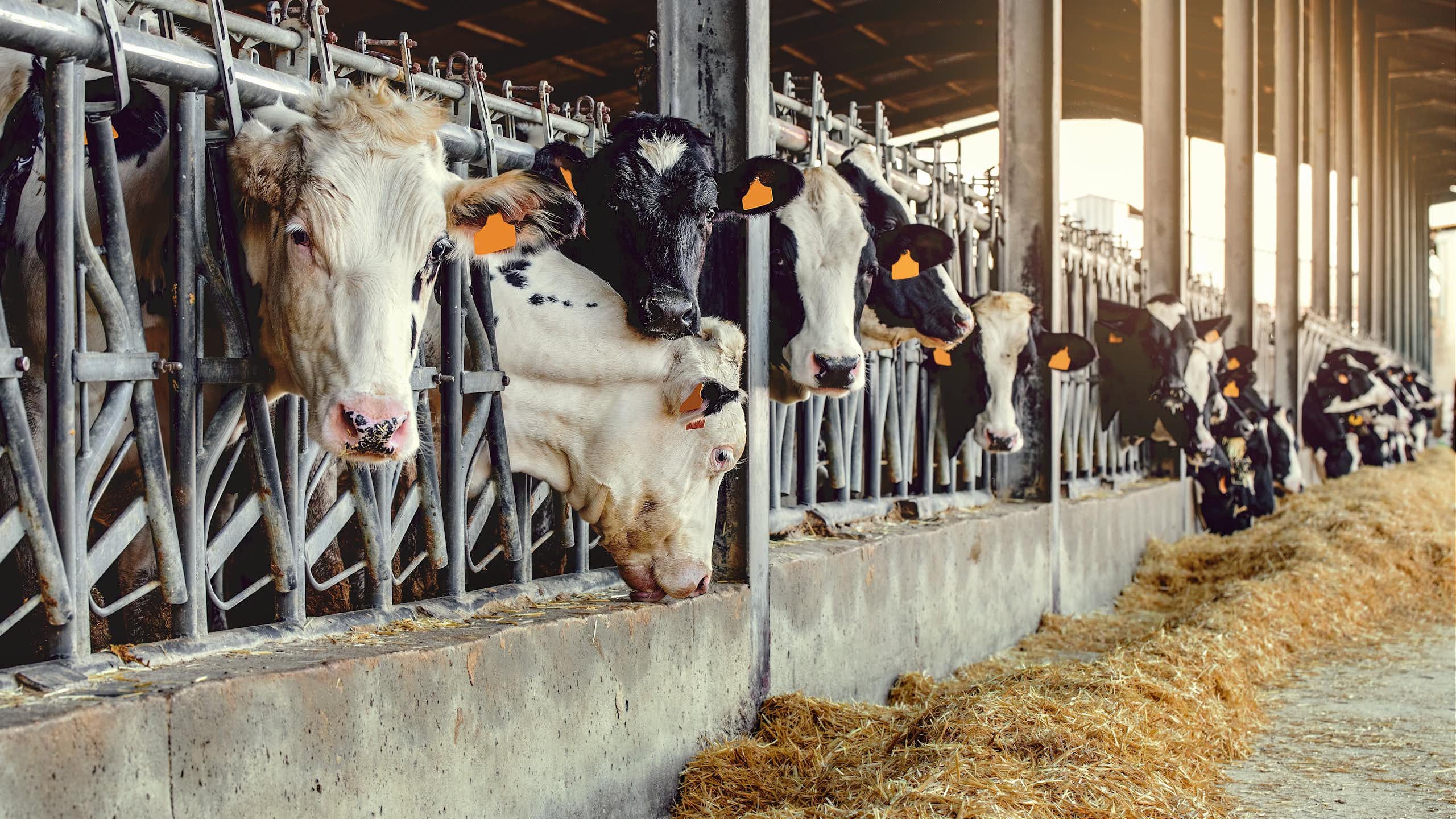 Vacas en una granja de ganadería intensiva