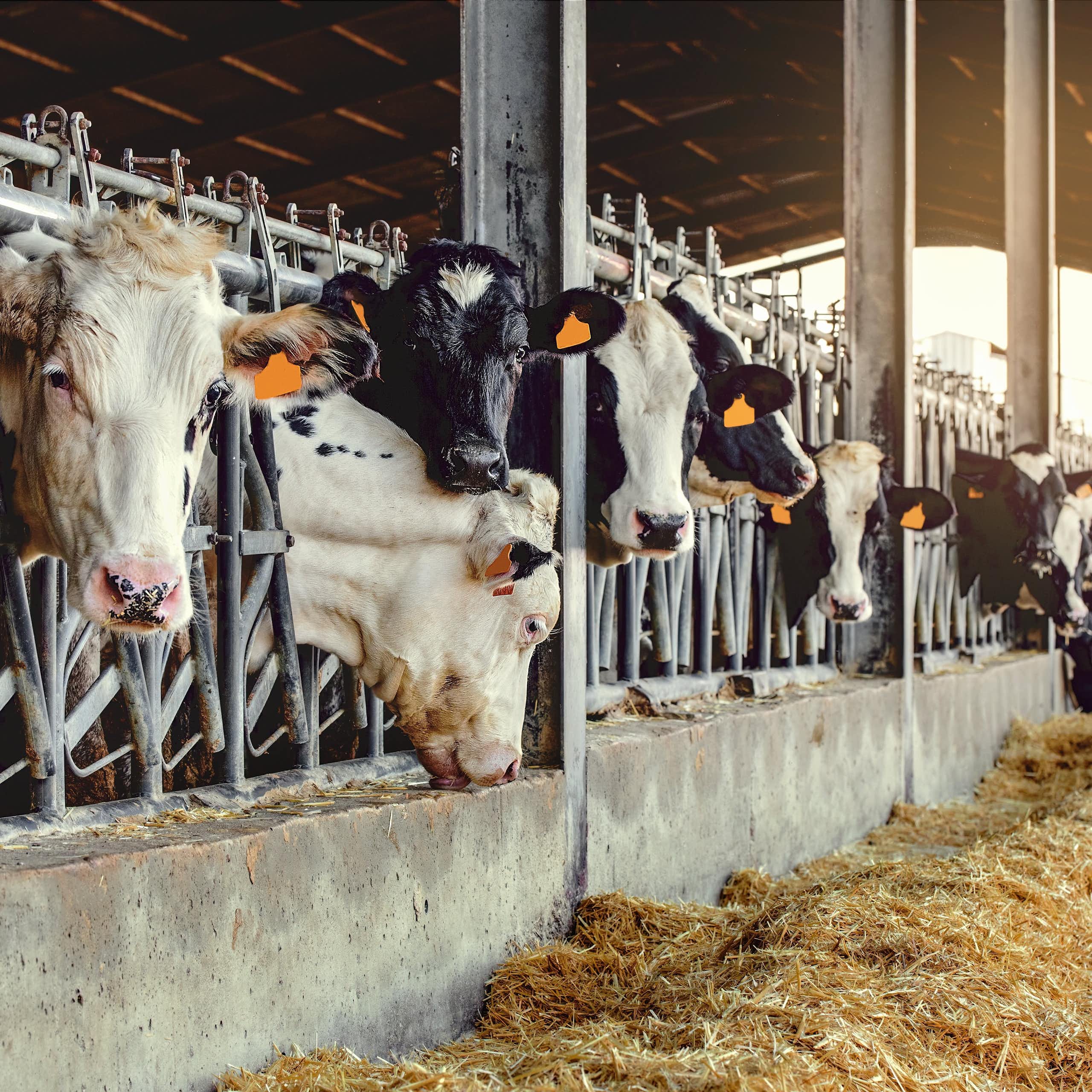 Vacas en una granja de ganadería intensiva