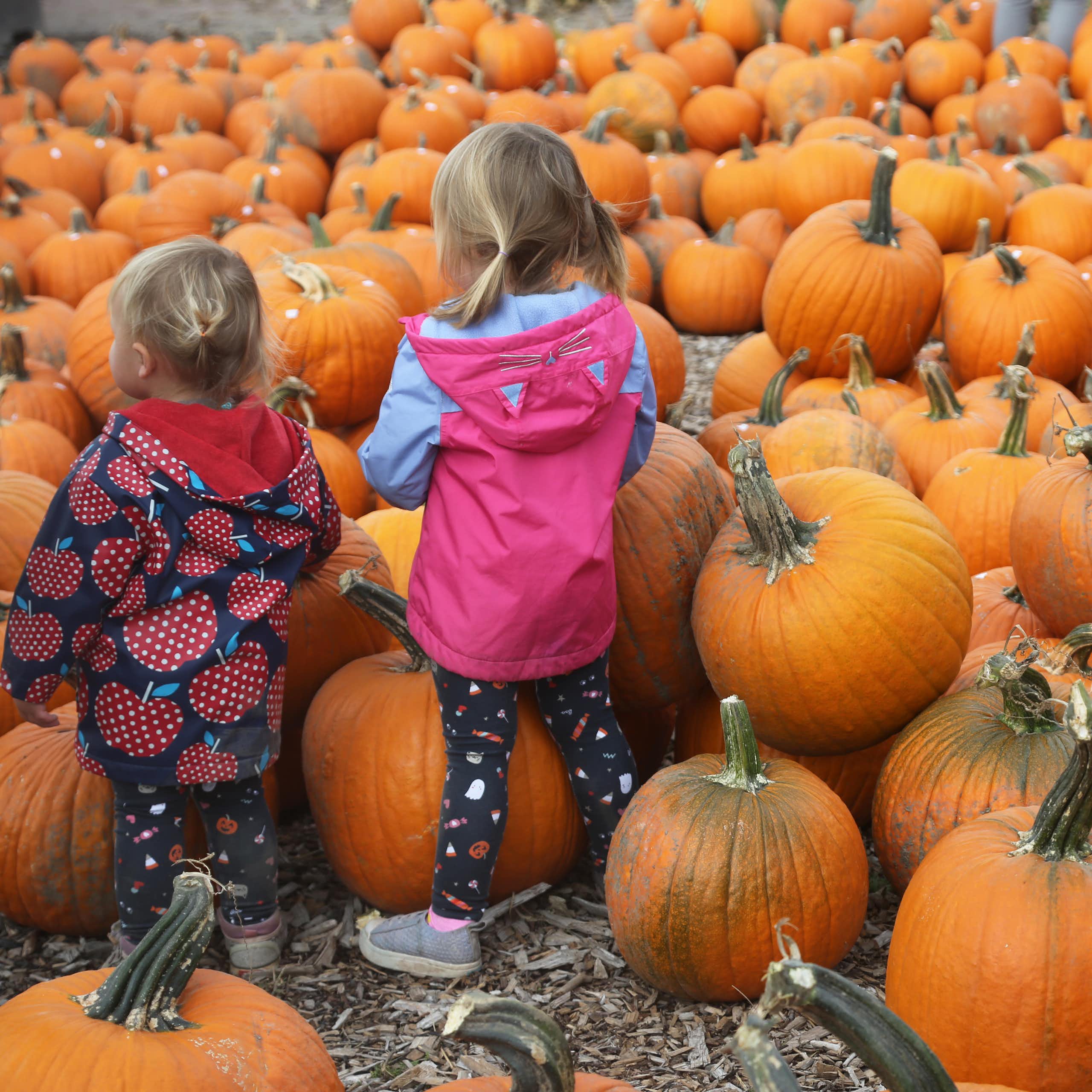Two children standing in a pumpkin patch