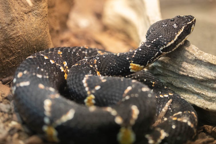 Una serpiente de color oscuro con rayas claras con la cabeza apoyada en la trompa.