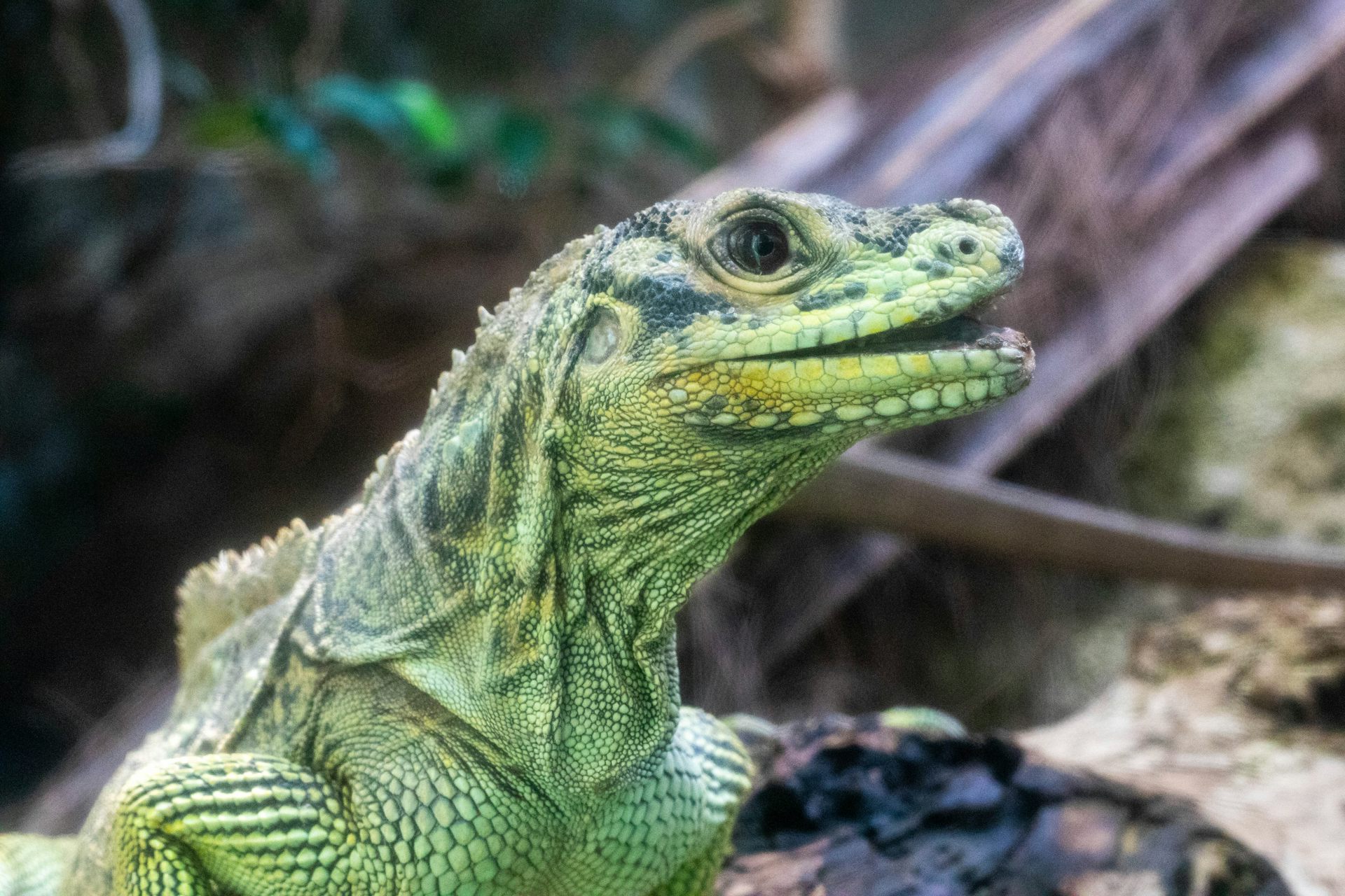 A green lizard looks to the right with its mouth open