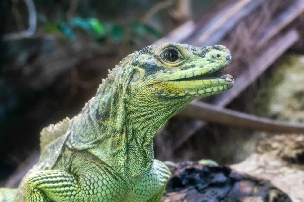 Neglect Lizard Reptiles are neglected and mistreated. Here’s how we can take better ...