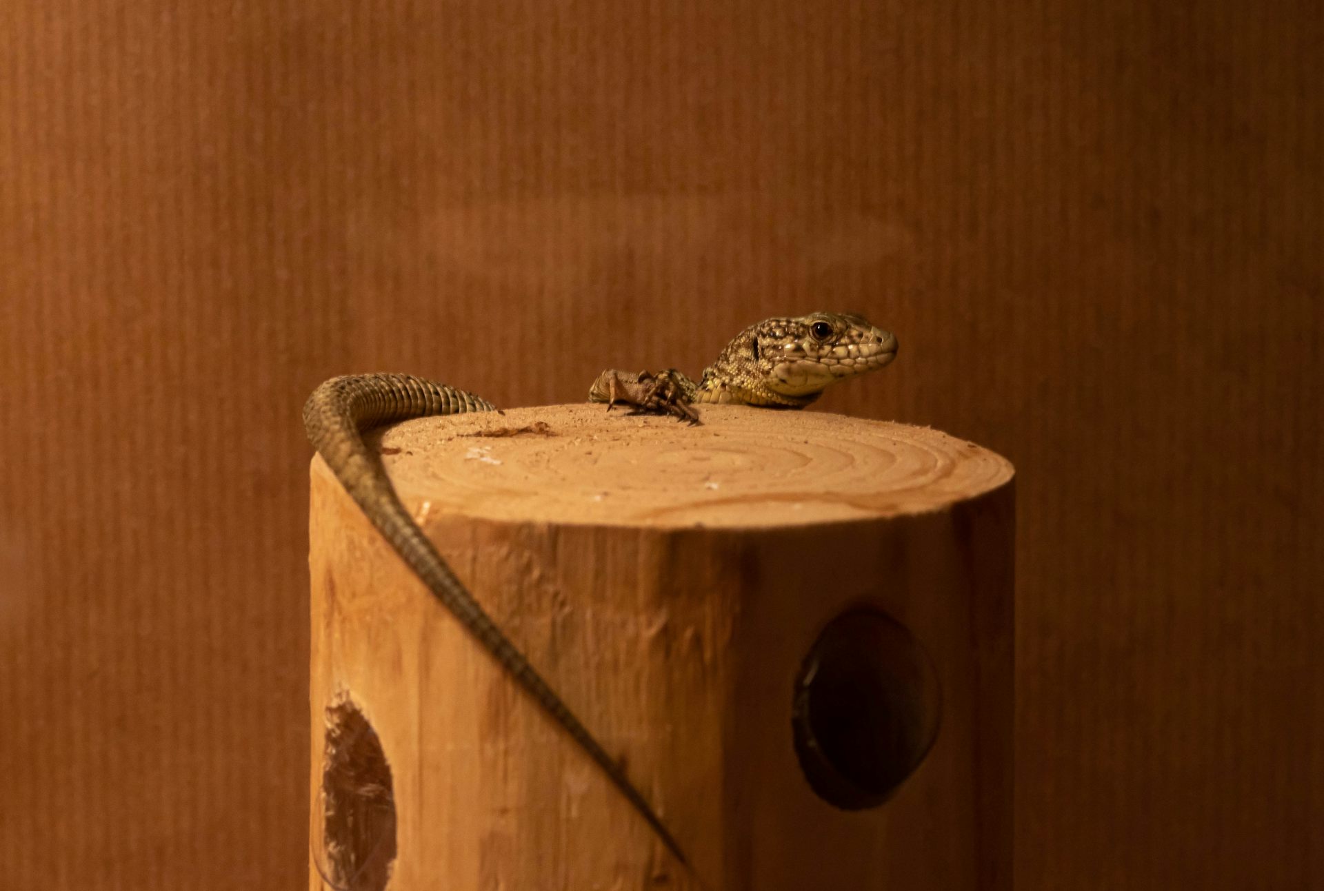 file 20251024 56 abtnep.jpg?ixlib=rb 4.1