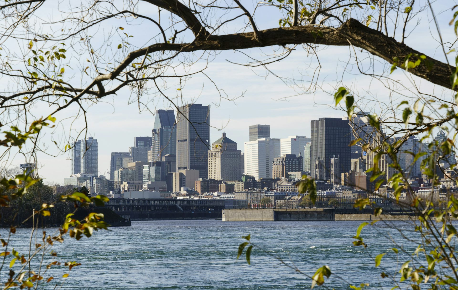 Climate change is making cities hotter. Here’s how planting trees can help