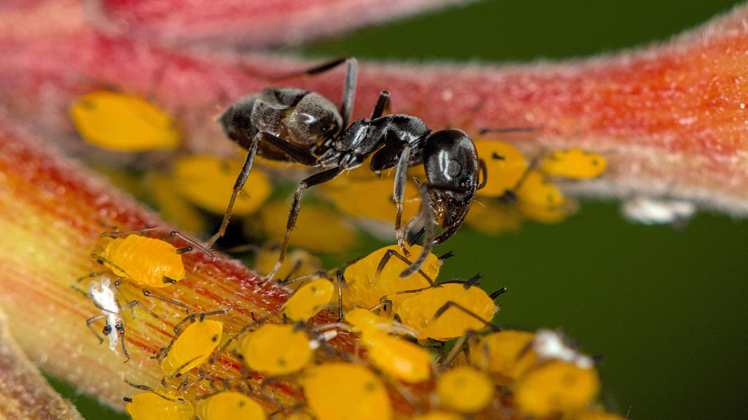 Ce que l’on sait de « Tapinoma magnum », la fourmi noire et brillante qui envahit l’Europe