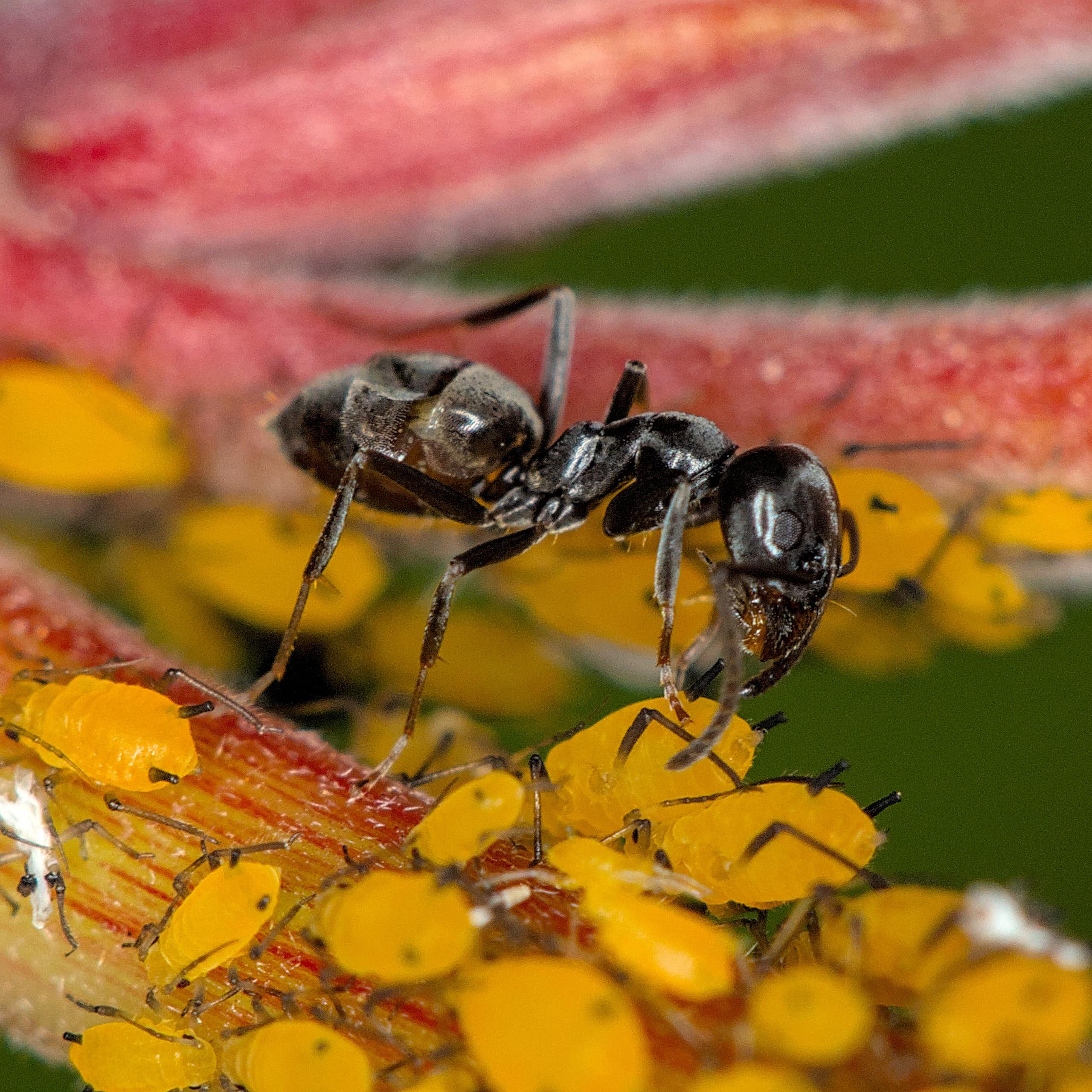 Ce que l’on sait de « Tapinoma magnum », la fourmi noire et brillante qui envahit l’Europe