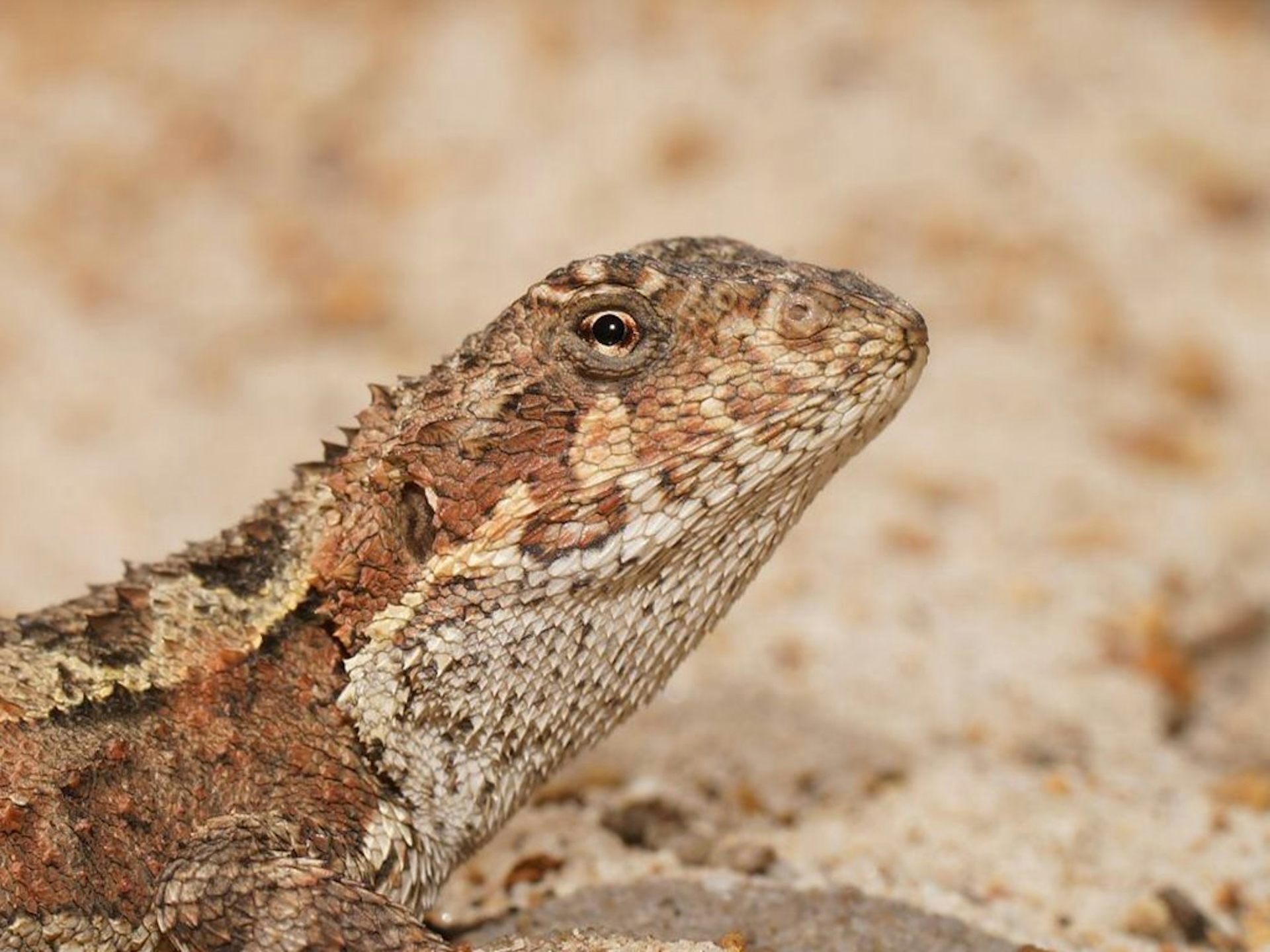 Rare reptiles are moving up mountains as the world warms. They can’t keep doing it forever