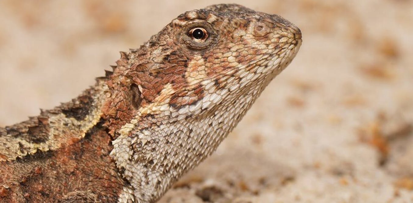 Rare reptiles are moving up mountains as the world warms. They can’t keep doing it forever Rare reptiles are moving up mountains as the world warms. They can’t keep doing it forever