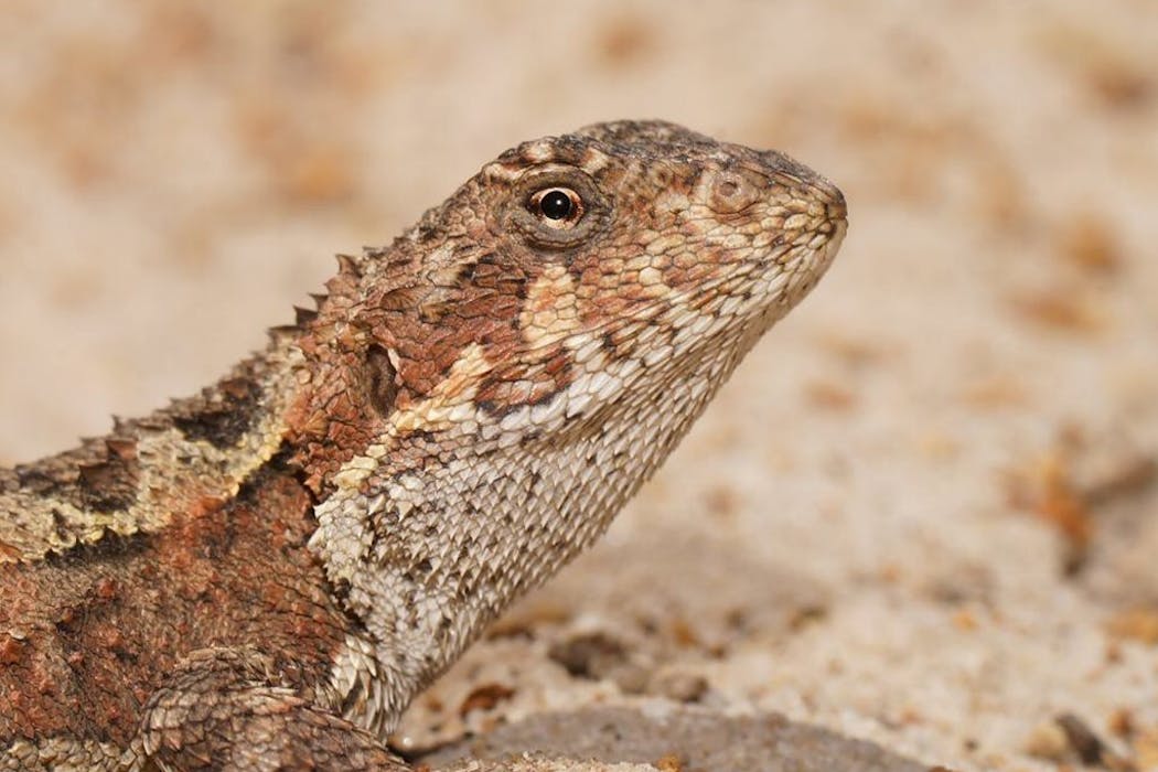 Rare reptiles are moving up mountains as the world warms. They can’t keep doing it forever