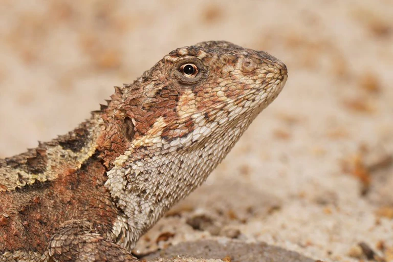 A small reddish grey lizard on sand.