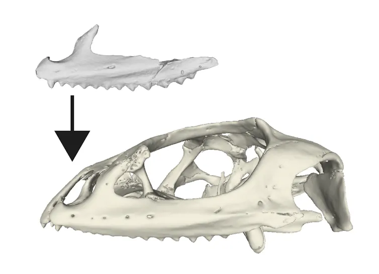 A 3D rendering of a mountain dragon cranium and a fossil jaw.