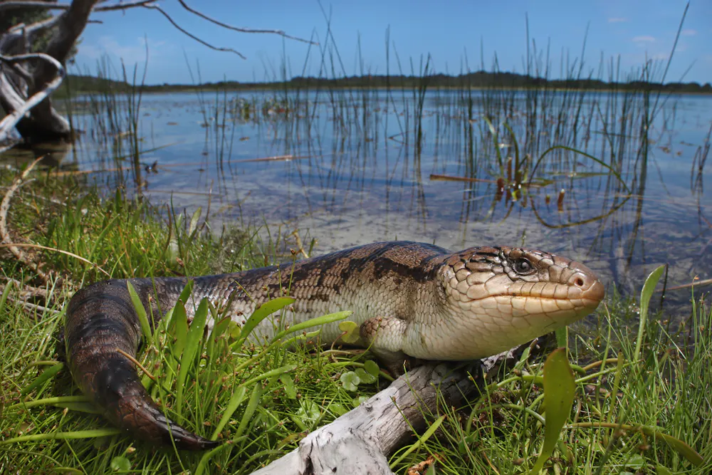 Rare reptiles are moving up mountains as the world warms. They can’t ...