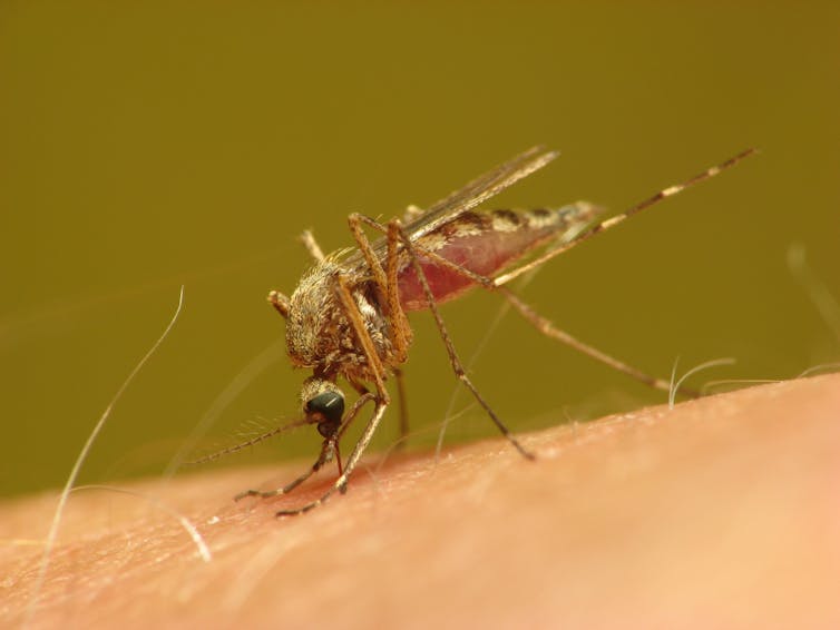 Health Check: why mosquitoes seem to bite some people more Health Check: why mosquitoes seem to bite some people more