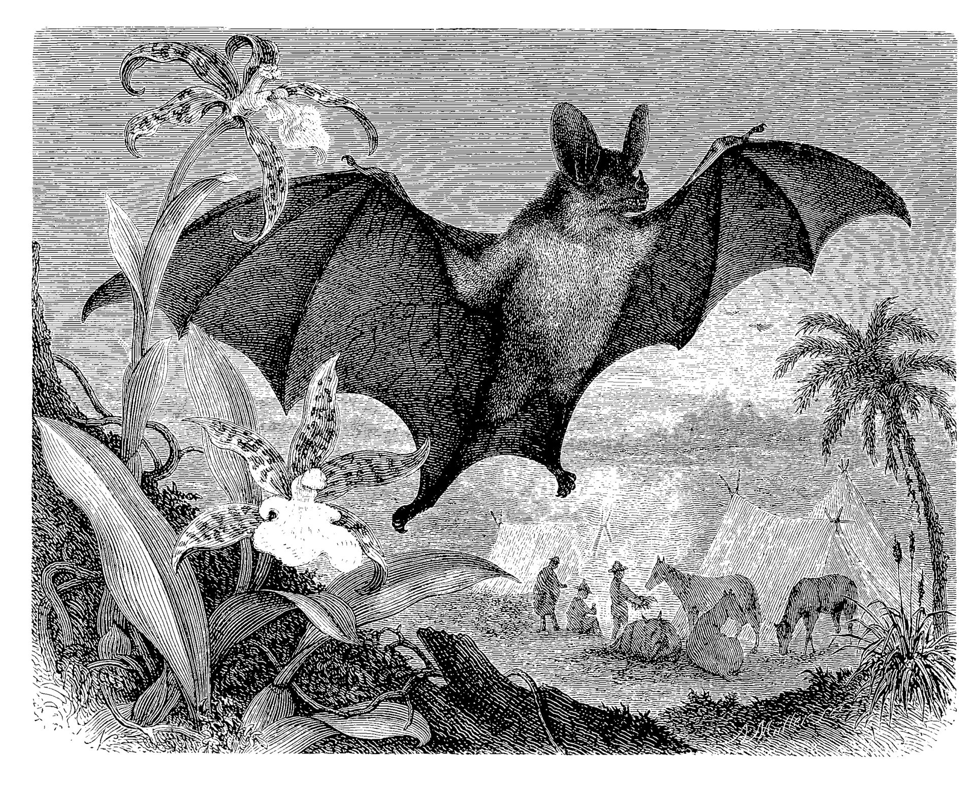 Let’s celebrate nature’s spookiest and freakiest animals this Halloween