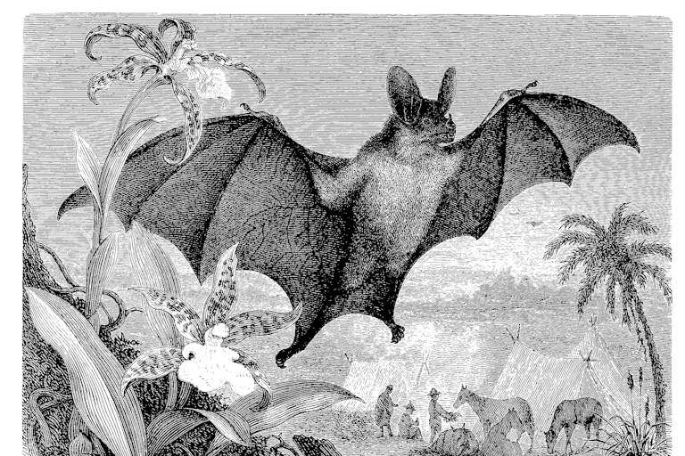 A black-and-white engraving of a vampire bat.