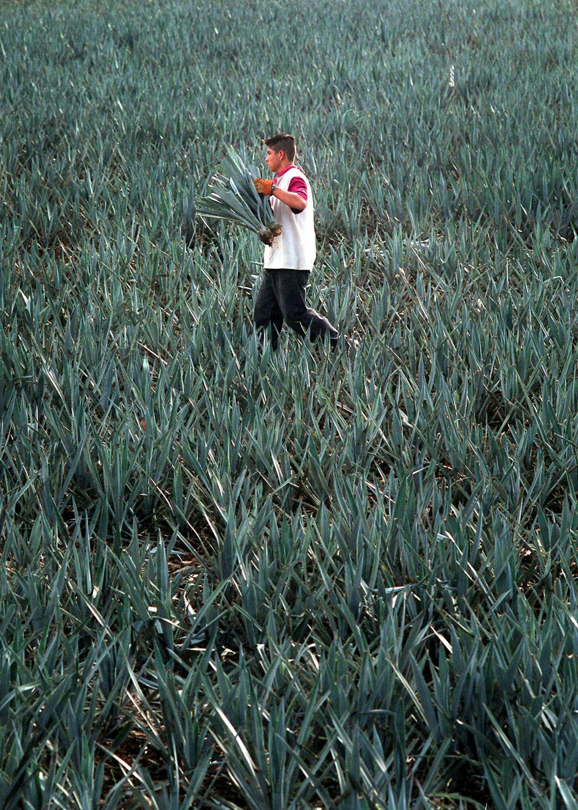 un hombre camina por un campo de plantas de agave verde, llevando algunas en sus manos