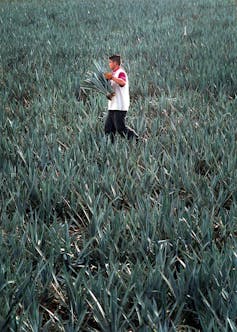 un hombre camina por un campo de plantas de agave verde, llevando algunas en sus manos