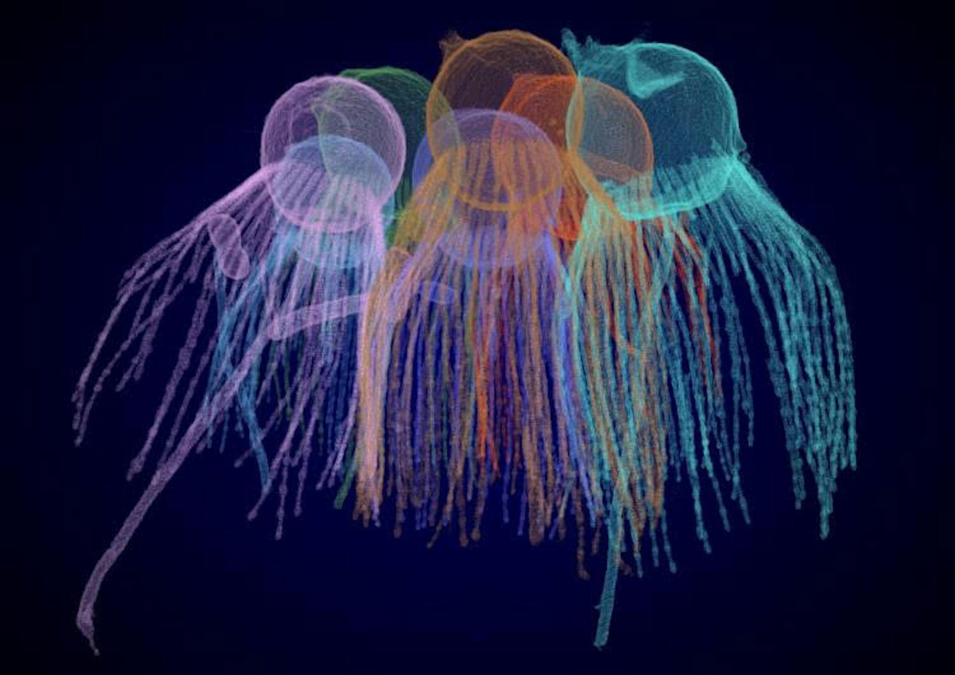 How the first animals evolved – a new clue from a tiny relative