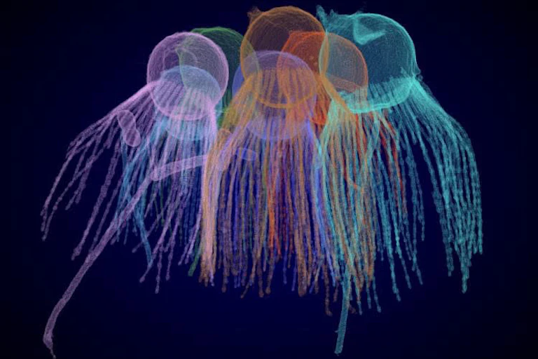 Image of colourful jellyfish-like organisms.
