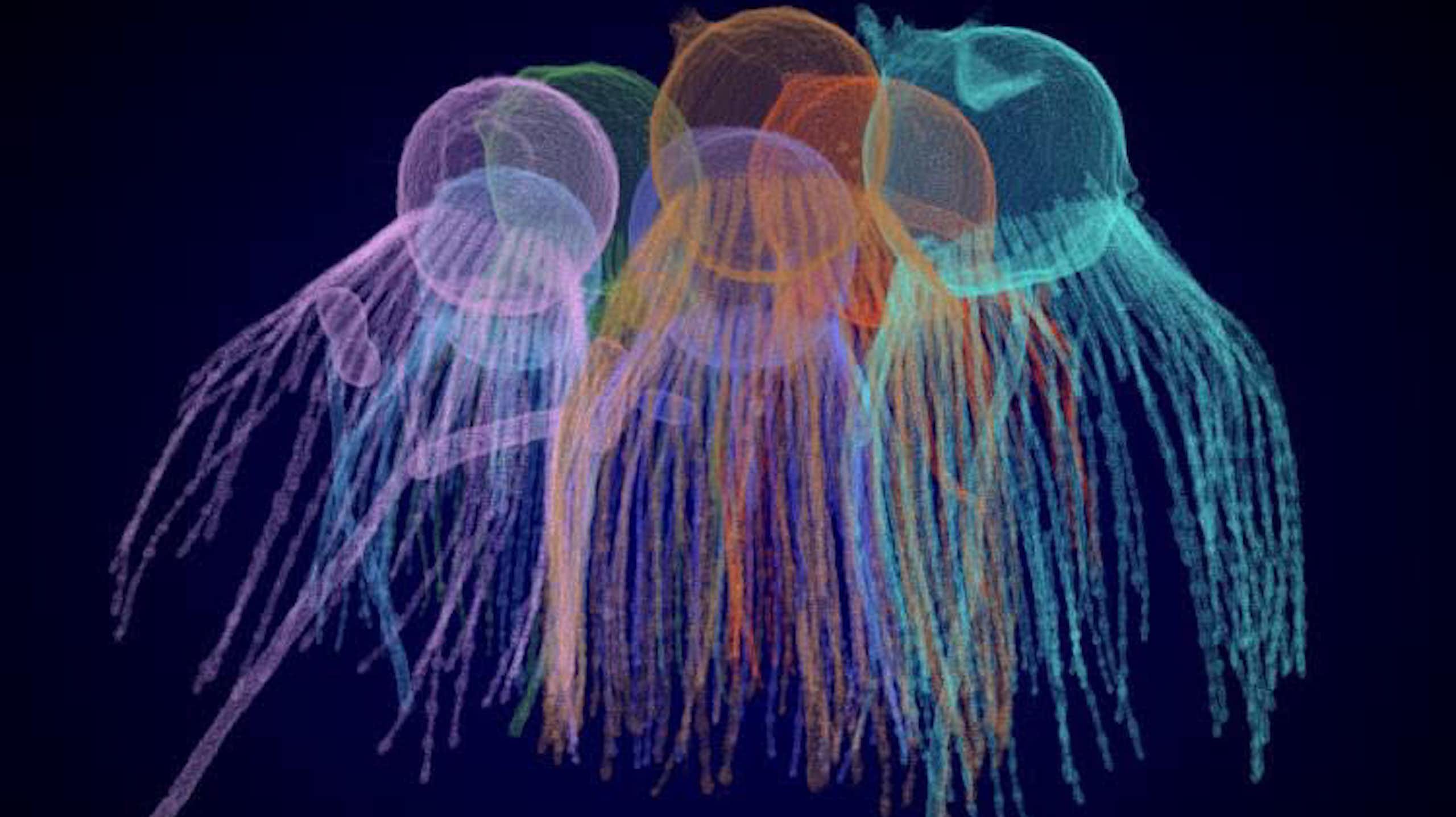 Image of colourful jellyfish-like organisms.