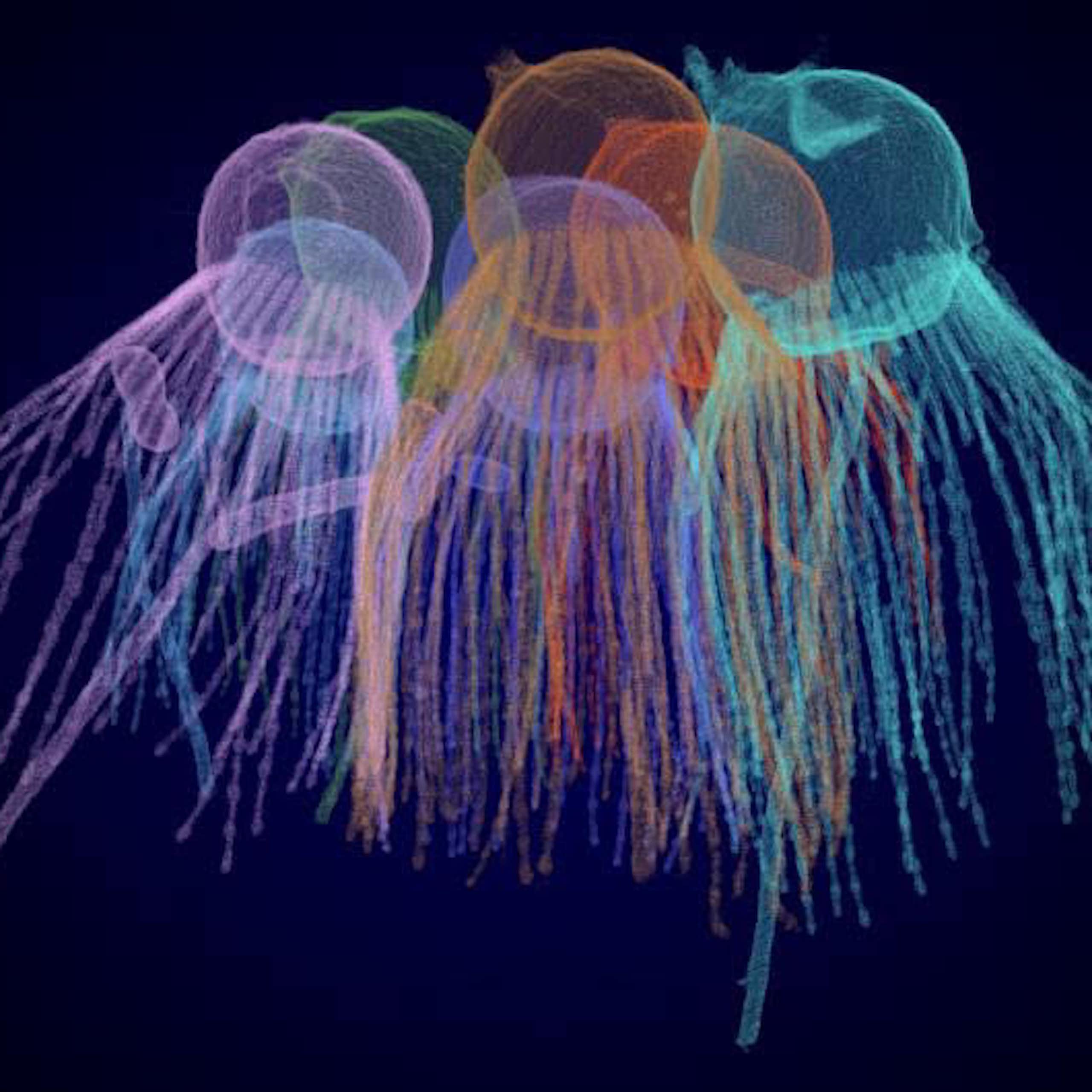 Image of colourful jellyfish-like organisms.