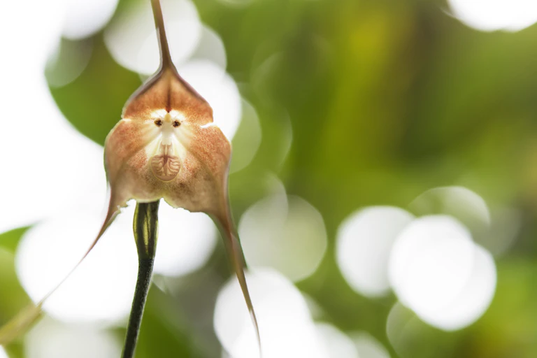 Fleur d’orchidée à visage de singe.