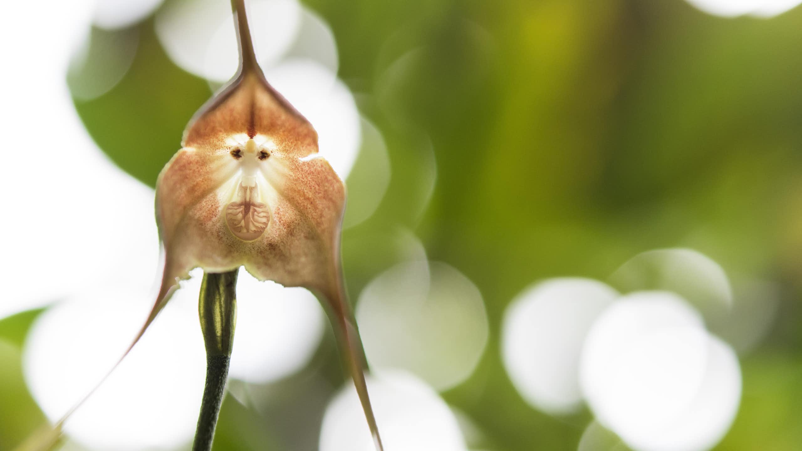 Fleur d’orchidée à visage de singe.