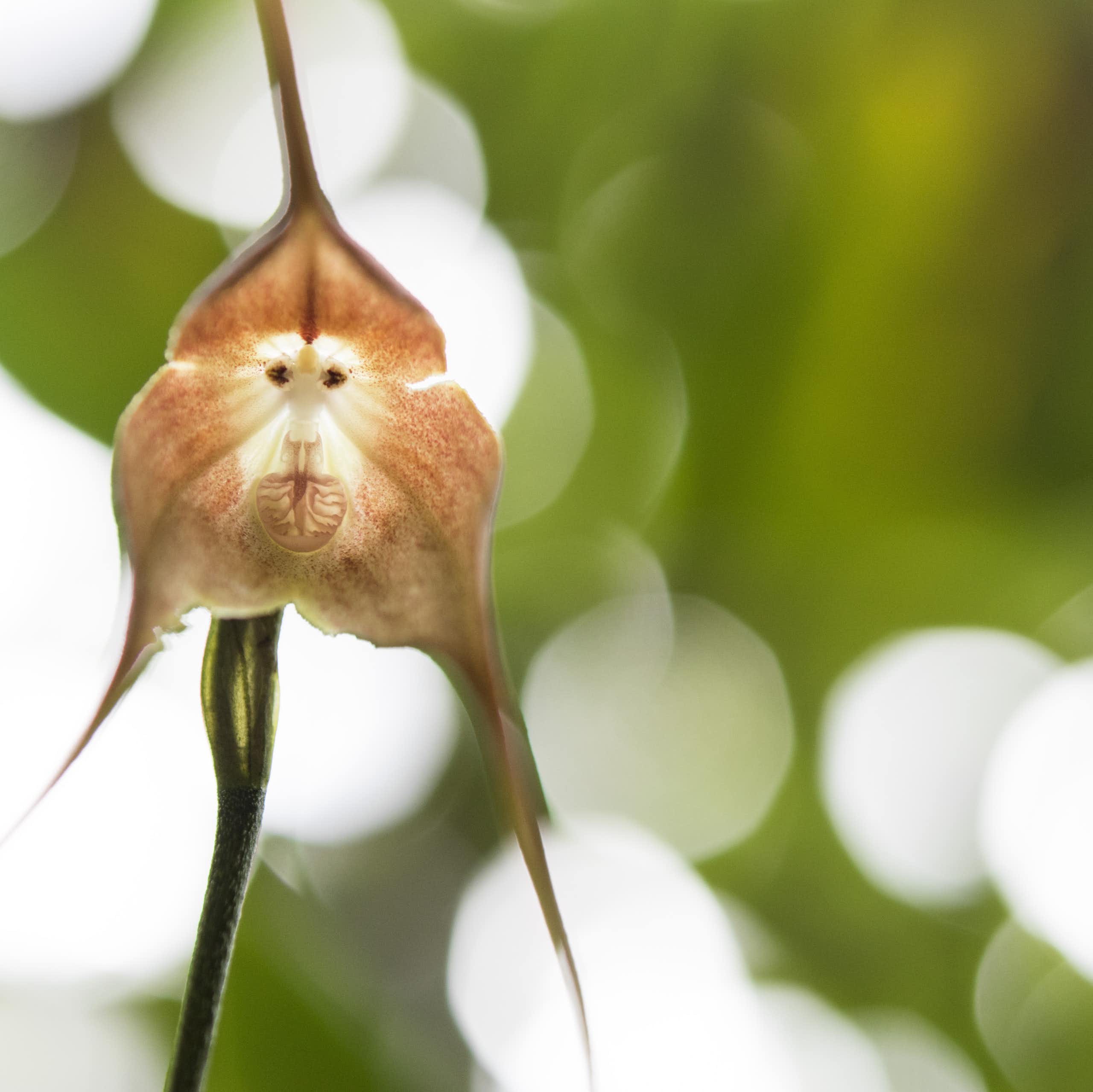 Fleur d’orchidée à visage de singe.