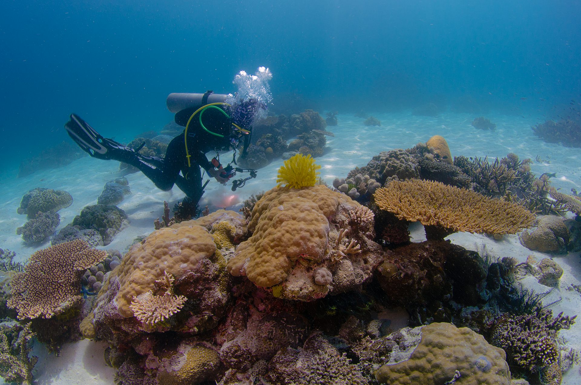 Un buceador hace fotos a corales.