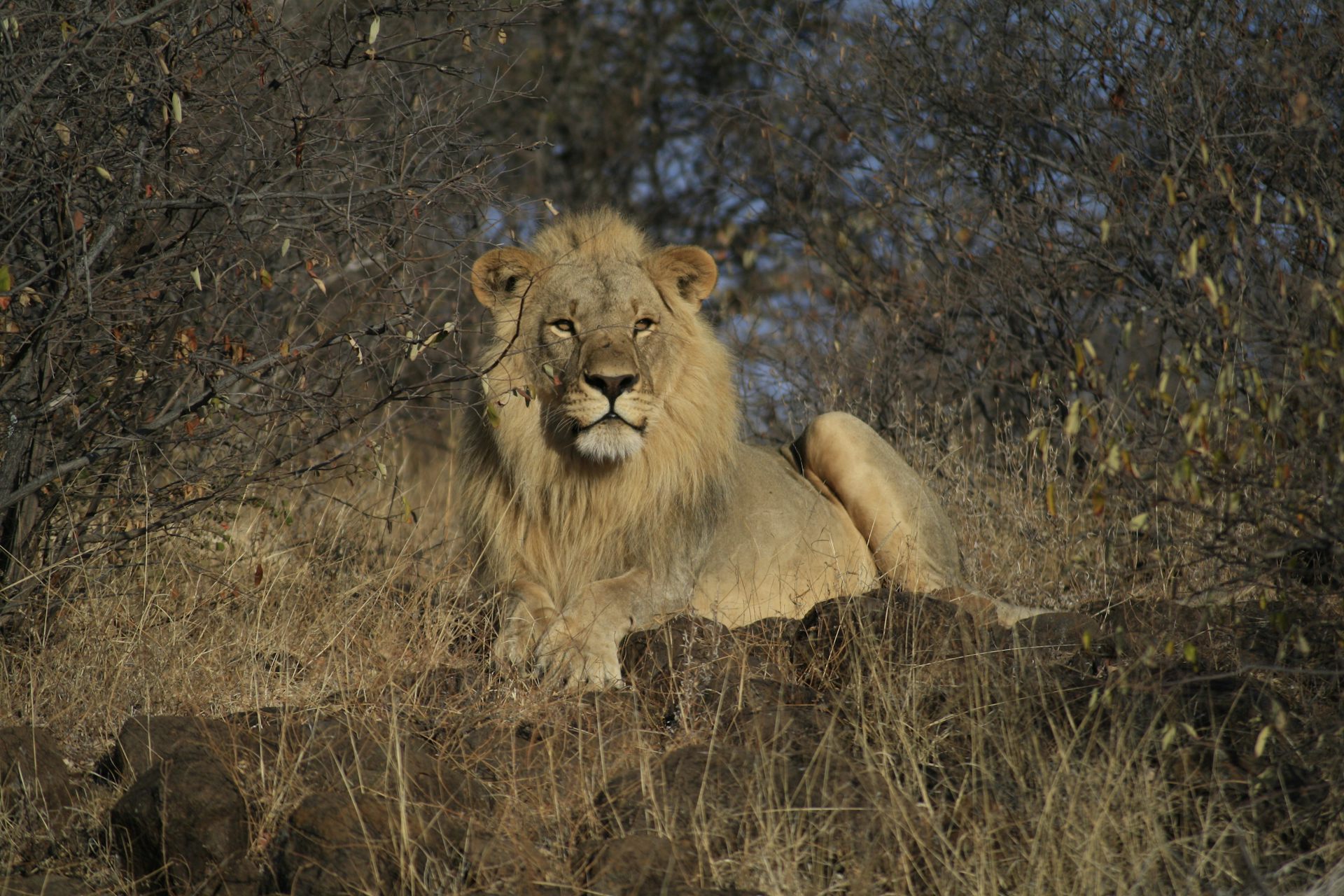 The Hidden Challenges of Studying Popular Species