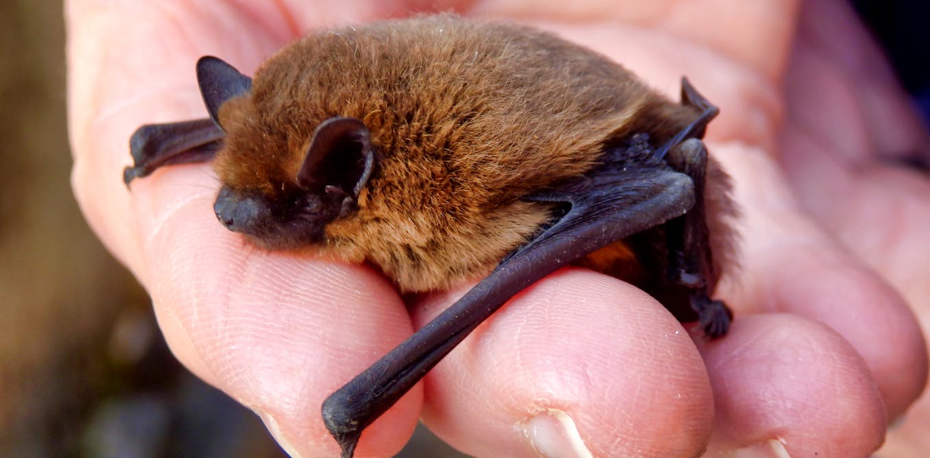 Seven things Halloween and Hollywood get wrong about bats Seven things Halloween and Hollywood get wrong about bats