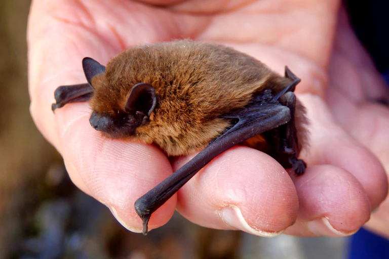 Close up of bat resting in a man's hand