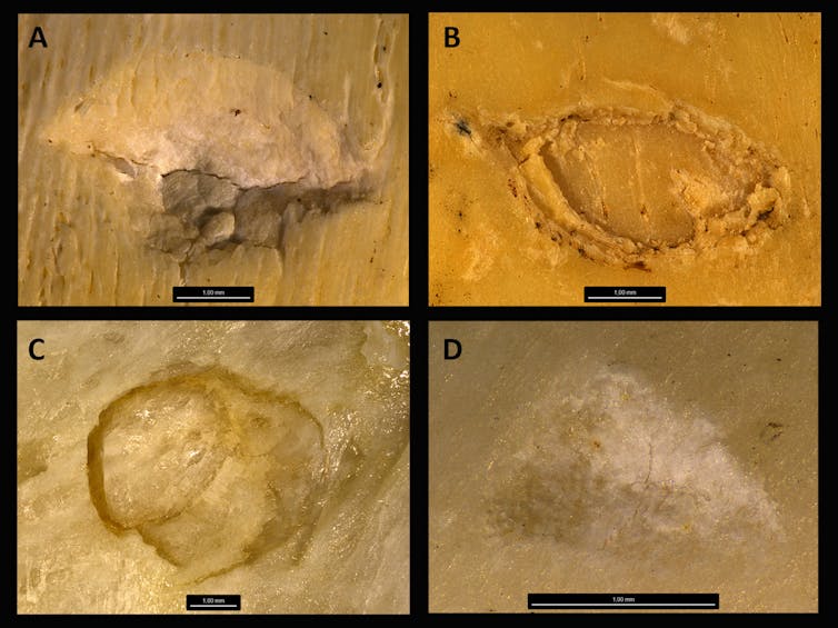 four different magnified craters on brownish backgrounds
