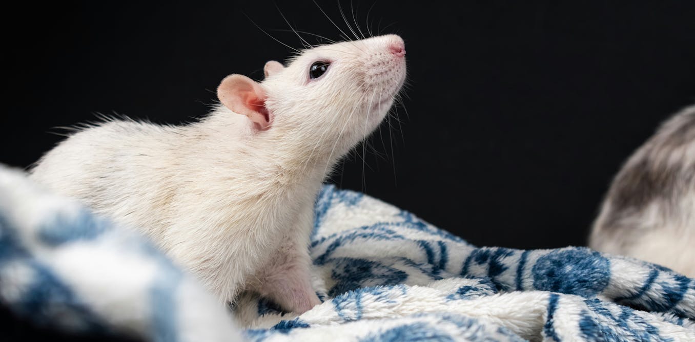 On peut réactiver un souvenir ou le faire disparaître de façon réversible chez la souris