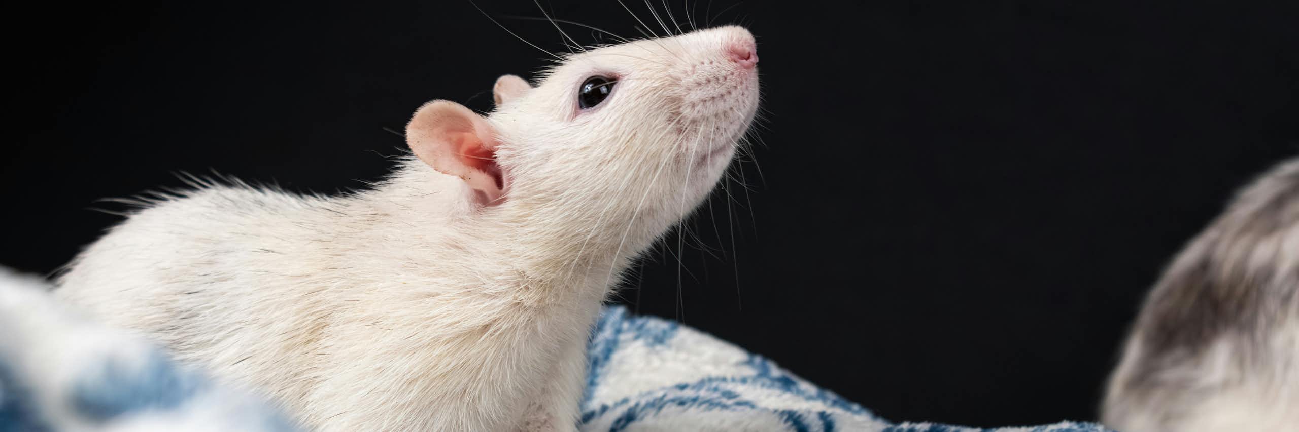 souris blanche, tête levée