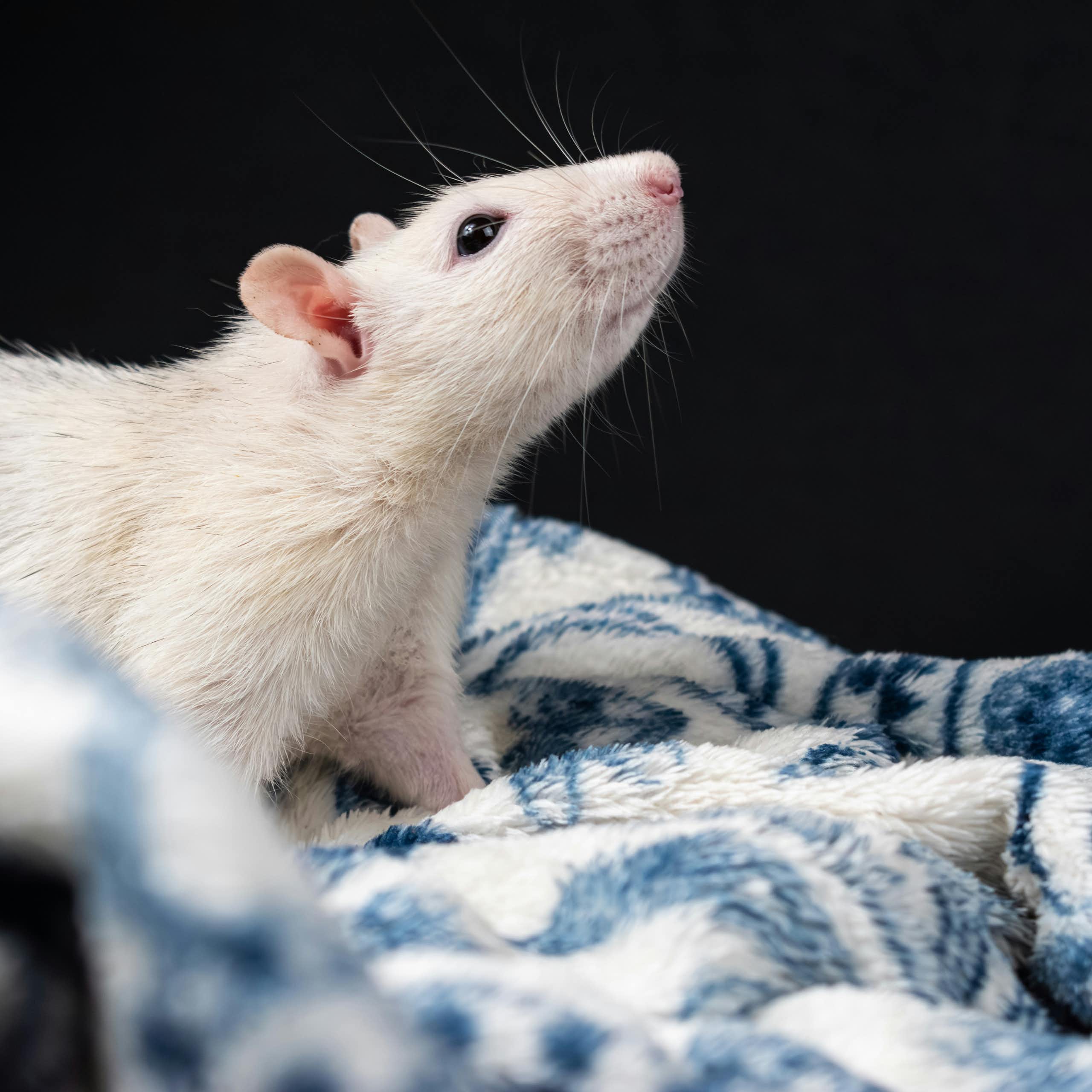 souris blanche, tête levée